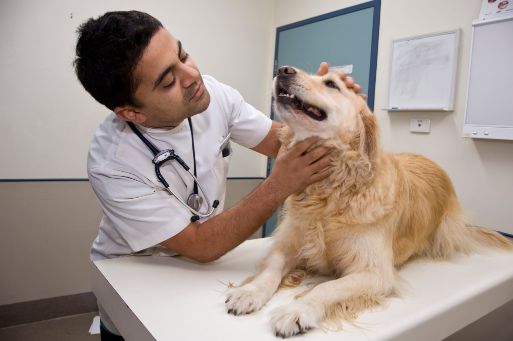veterinary clinic services